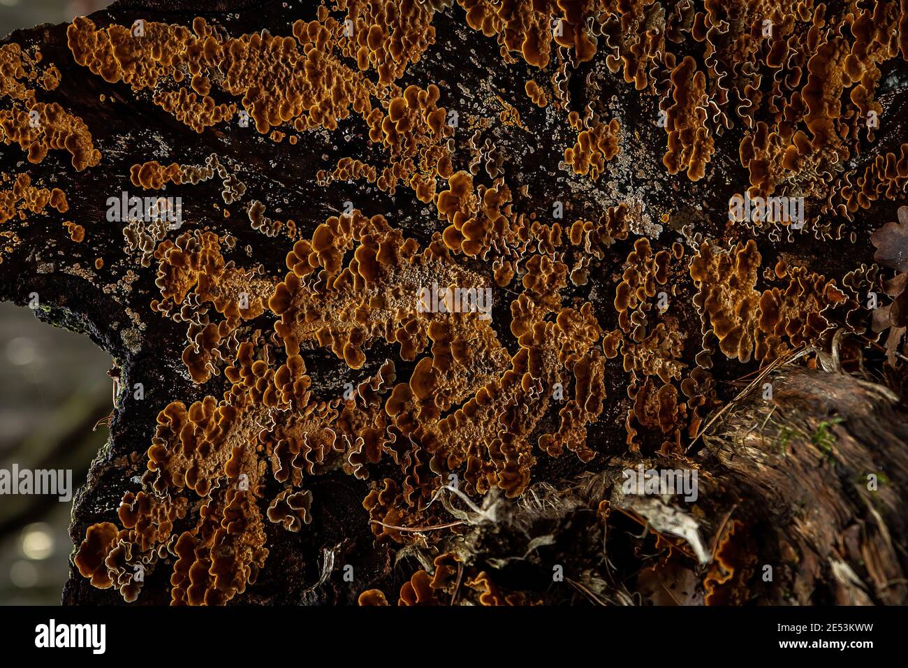 Abgestorbener Ast von auf Eiche oder Birke, gewachsen mit Hairy Curtain Crust Pilzen, Baumpilz. Stockfoto