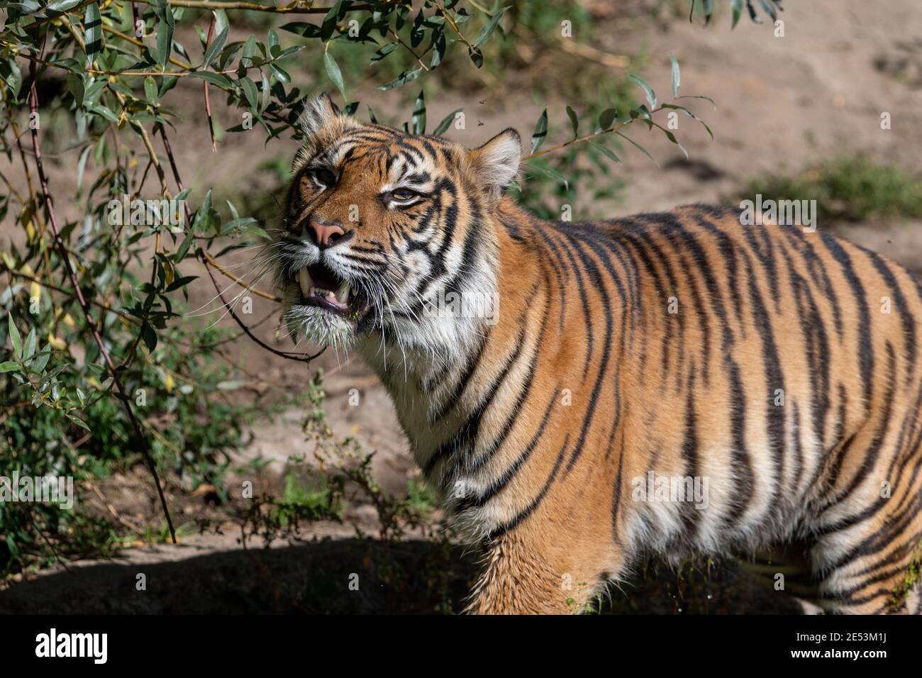 Tiger mit offenem Maw zeigt Zähne beim Gehen an einem sonnigen Tag, mit nassen Füßen Stockfoto