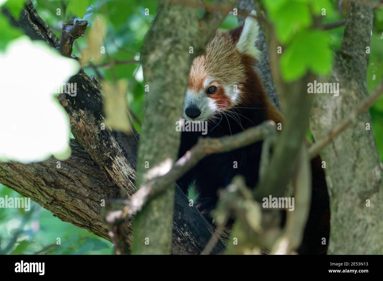 Roter Panda (ailurus fulgens) Versteckt in einem Baum hinter einigen Blättern und einem Paar Von Baumzweigen Stockfoto