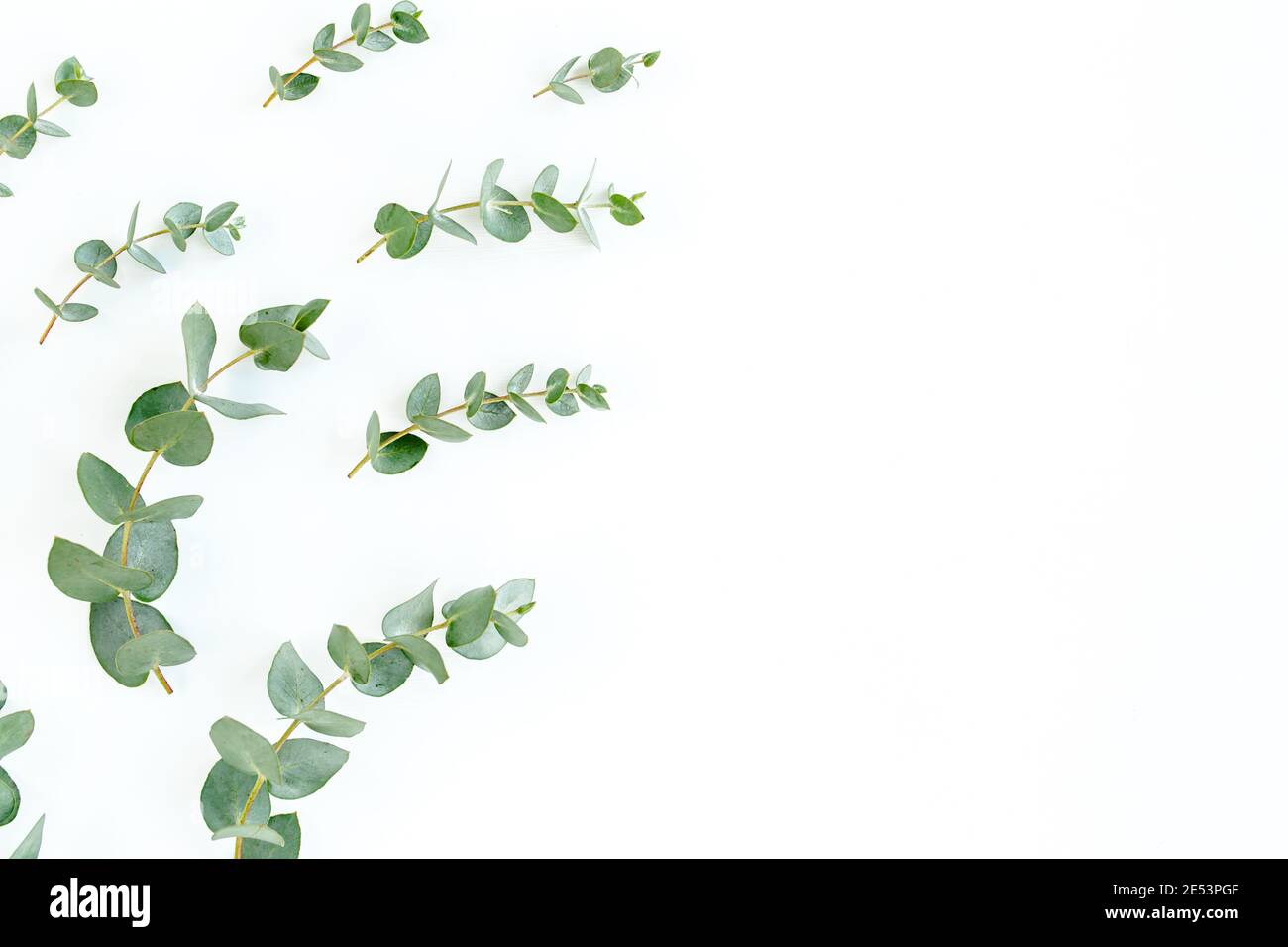 Grüne Blätter Eukalyptus isoliert auf weißem Hintergrund. Stockfoto