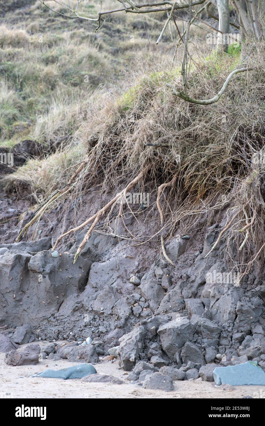 Küstenerosion Baumwurzeln ausgesetzt durch Erosion UK Stockfoto