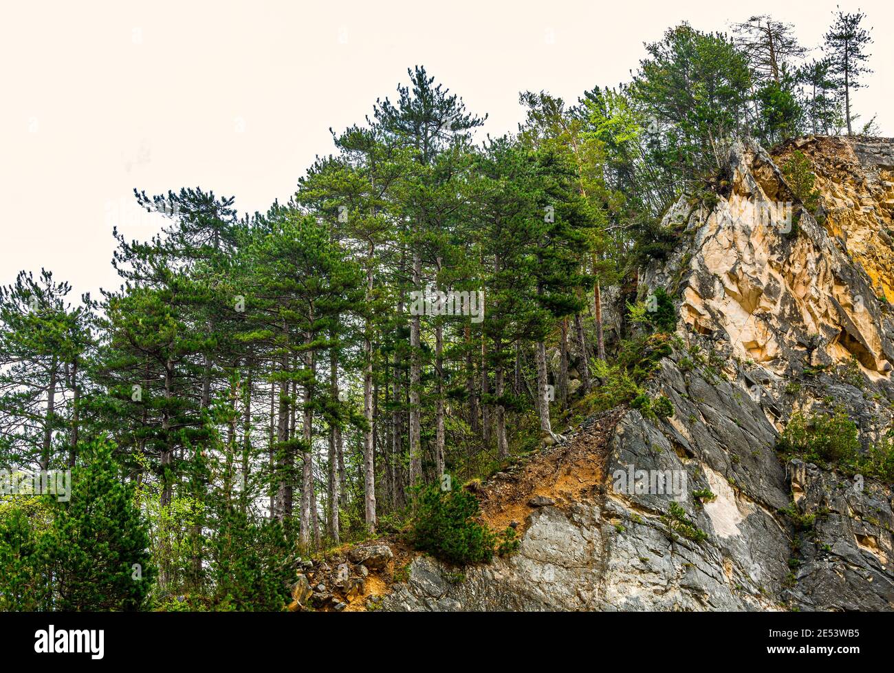 Schwarzkiefernwald am Rande einer Felswand. Nationalpark Maiella, Abruzzen, Italien, Europa Stockfoto