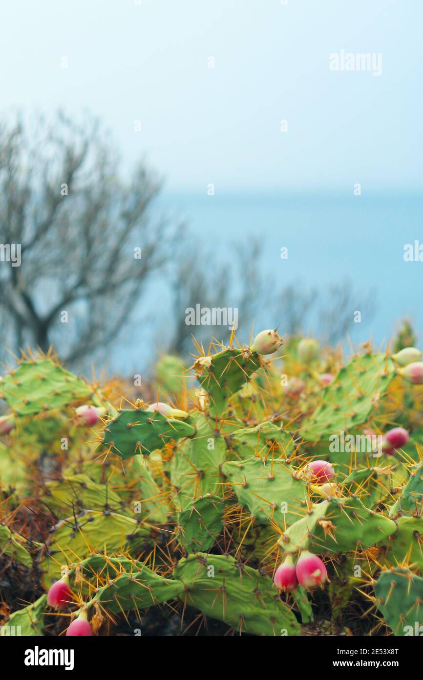 Kakteen mit Blick auf den Ozean. Stockfoto
