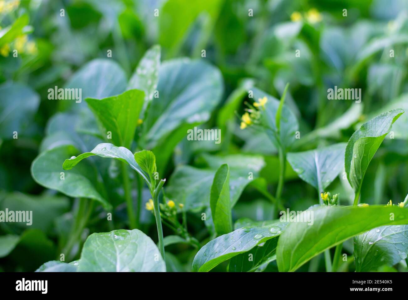 Kantonesisch blüht im Winter gelb. Stockfoto