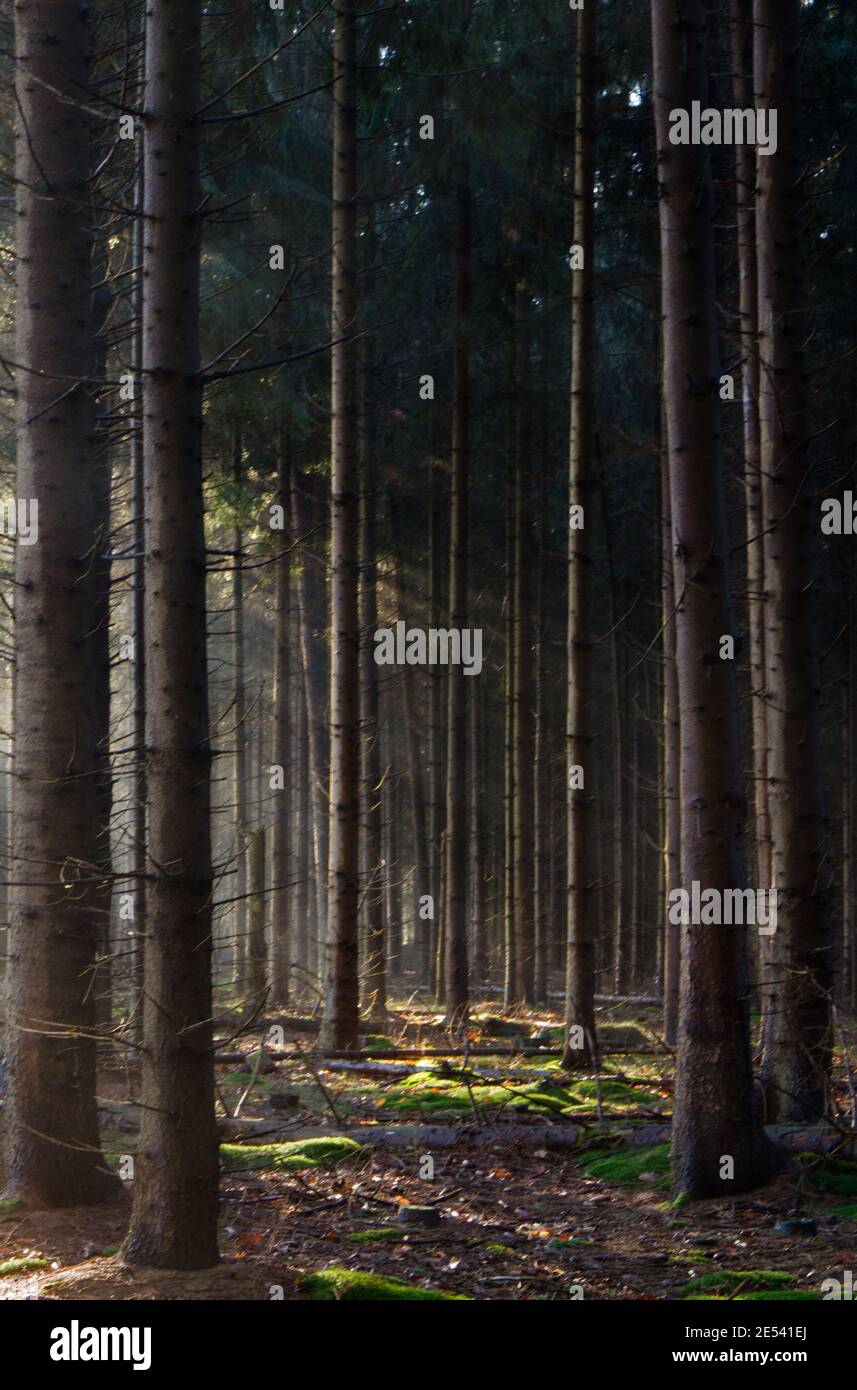 Sonnenstrahlen im Wald an einem nebeligen Morgen im Winter, eine märchenhafte Landschaft Stockfoto