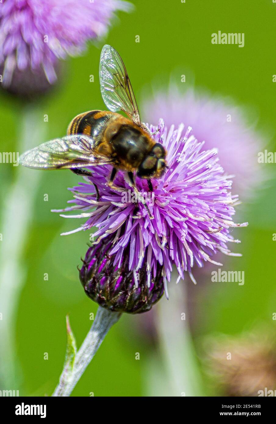 Bienen sammeln Nektar auf einer Distel Stockfoto