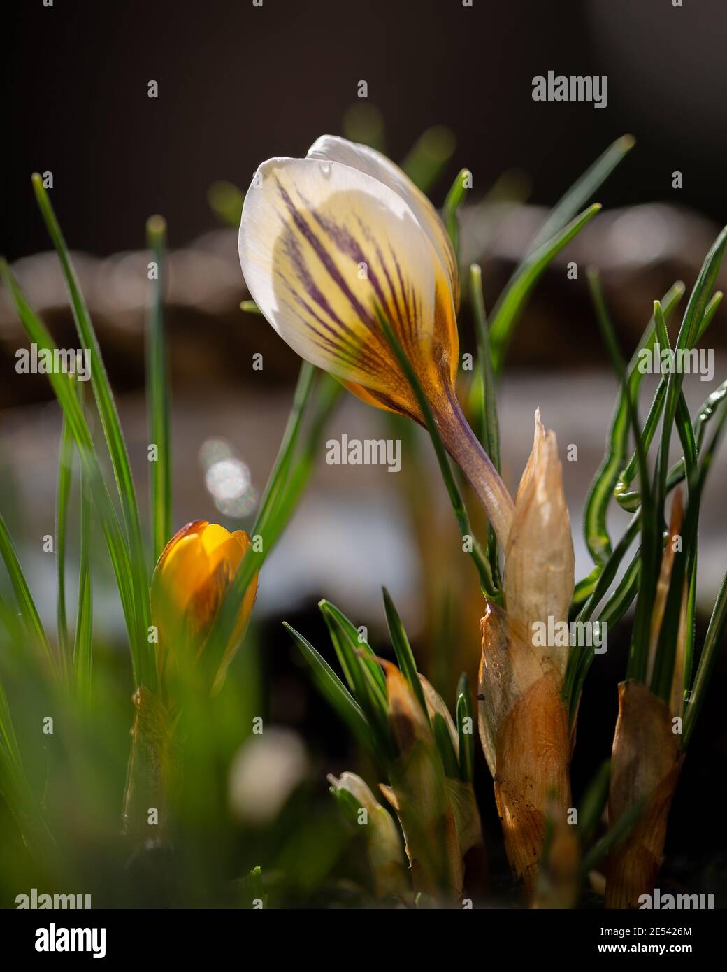 Isoliertes Bild von Crocus chysanthus, der auf einem zu blühen beginnt Kalter Wintertag Stockfoto