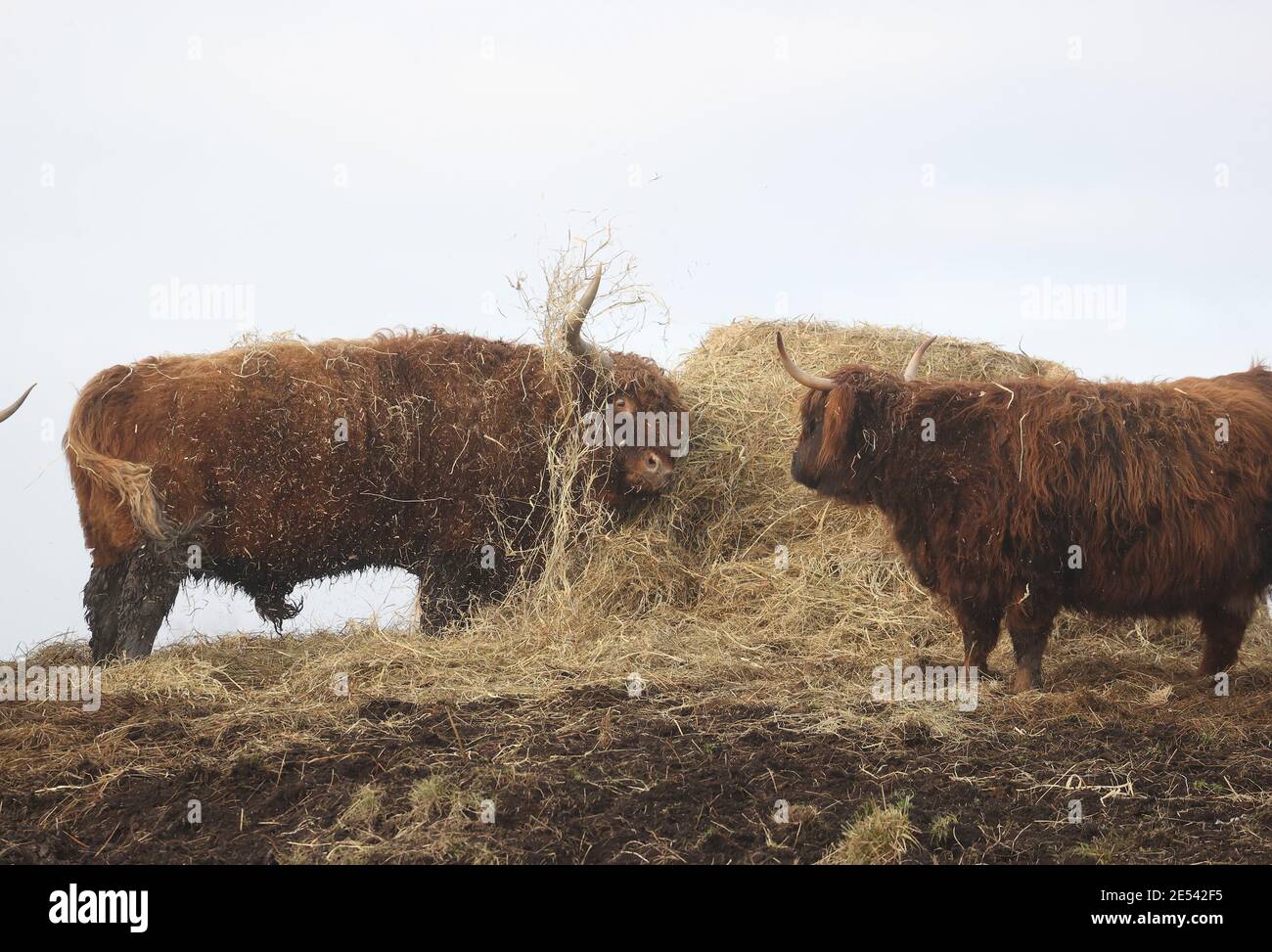 Hohwacht, Deutschland. 26. Jan, 2021. firo: 26.01.2021 Land und Leute überwintern in Schleswig Holstein auf den Salzwiesen des Sehlendorfer Binnensees am Hohwachter Bay/Ostsee werden Rinder, Hochländer, Galloways und Heu im Winter zusätzlich gefüttert.Quelle: dpa/Alamy Live News Stockfoto