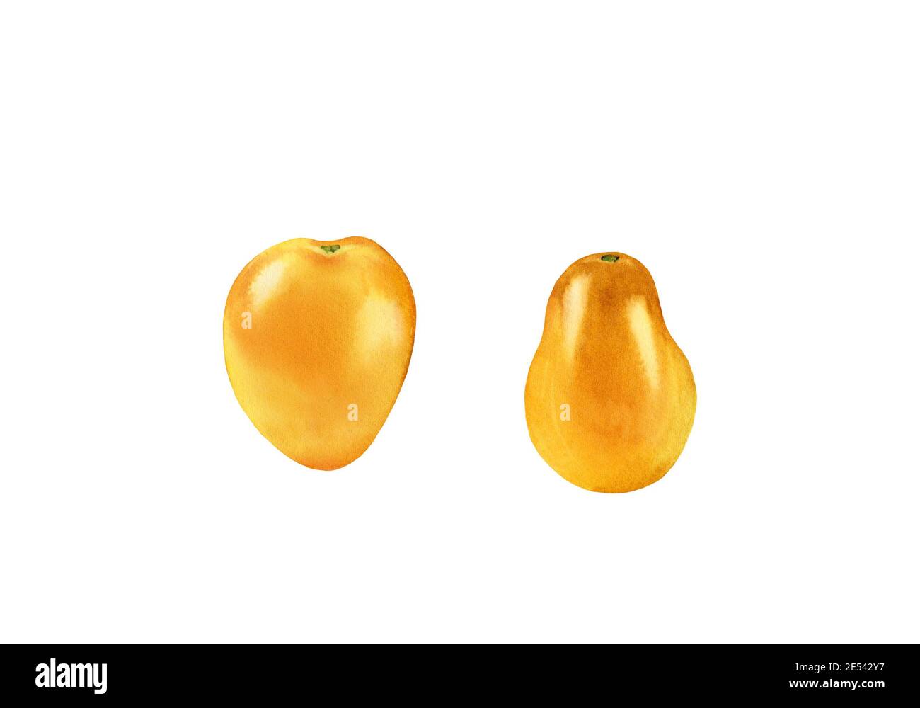 Aquarell gelbe Tomaten. Set mit reifen roten Früchten. Realistische botanische Malerei mit frischem Gemüse. Isolierte Abbildung auf Weiß. Handgezeichnete Lebensmittel Stockfoto