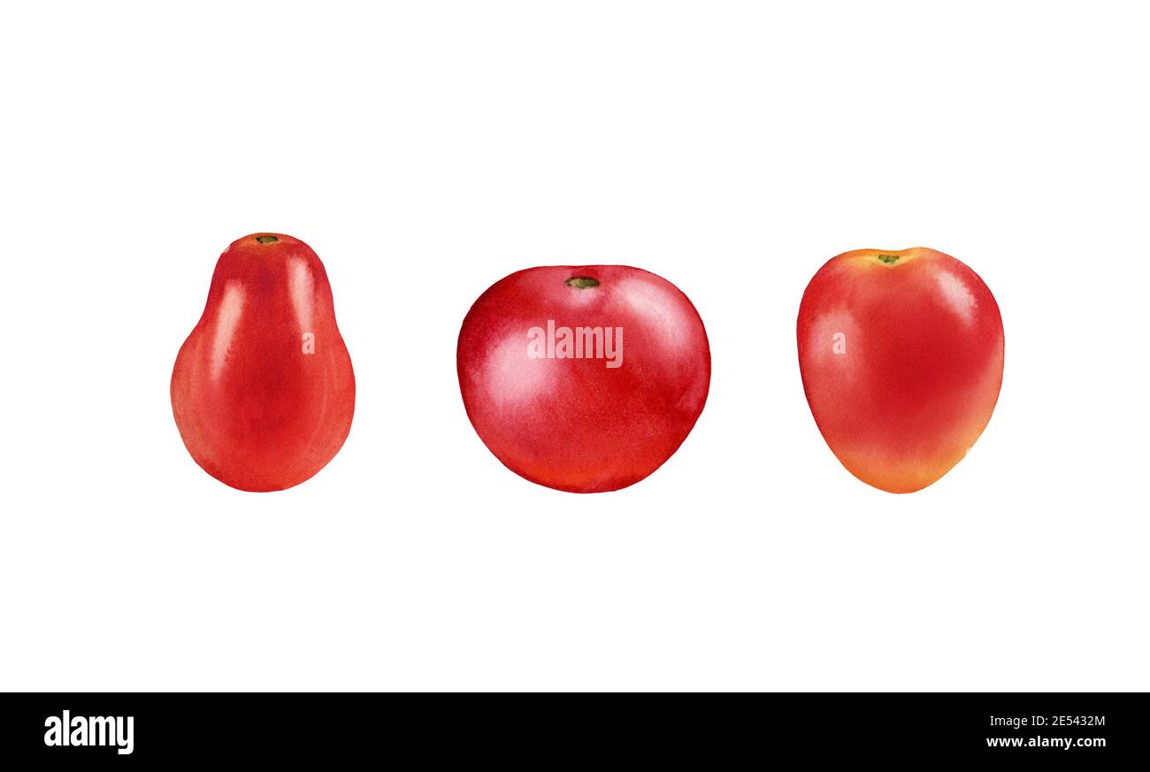Aquarell Tomaten. Set mit reifen roten Früchten. Realistische botanische Malerei mit frischem Gemüse. Isolierte Abbildung auf Weiß. Handgezeichnetes Lebensmitteldesign Stockfoto