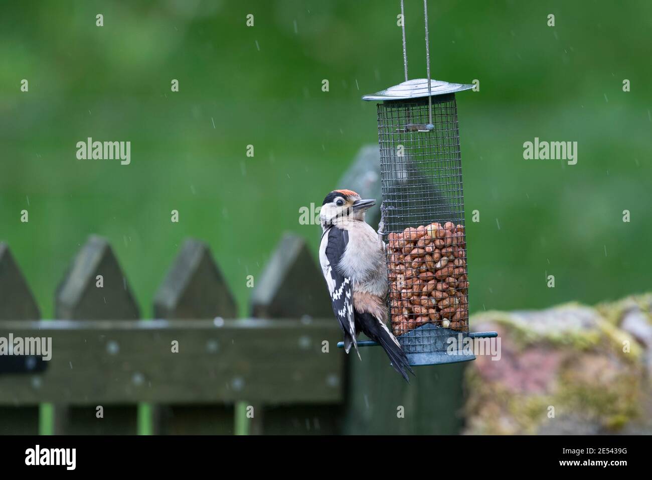 Jungtiere Buntspecht (Dendrocopos major) auf Erdnussfutter, Northumberland, Großbritannien Stockfoto