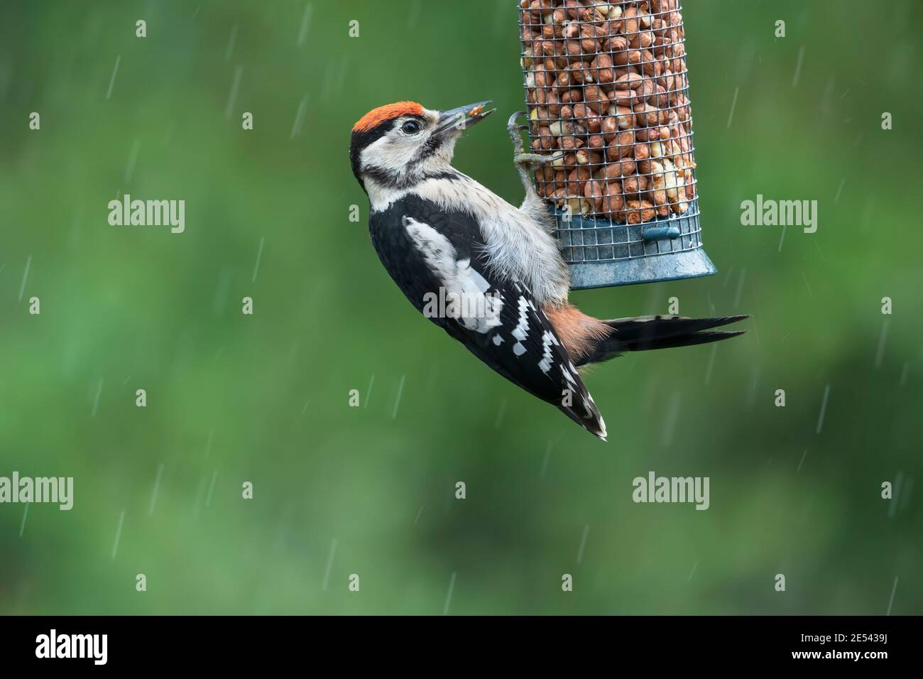 Jungtiere Buntspecht (Dendrocopos major) auf Erdnussfutter im Regen, Northumberland, Großbritannien Stockfoto