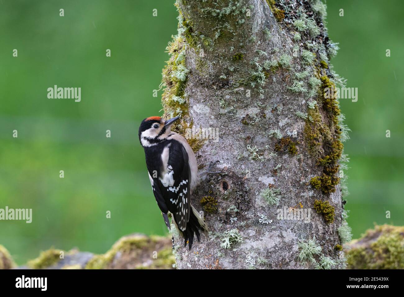 Jugendlicher Buntspecht (Dendrocopos major) auf Esche, Northumberland, Großbritannien Stockfoto