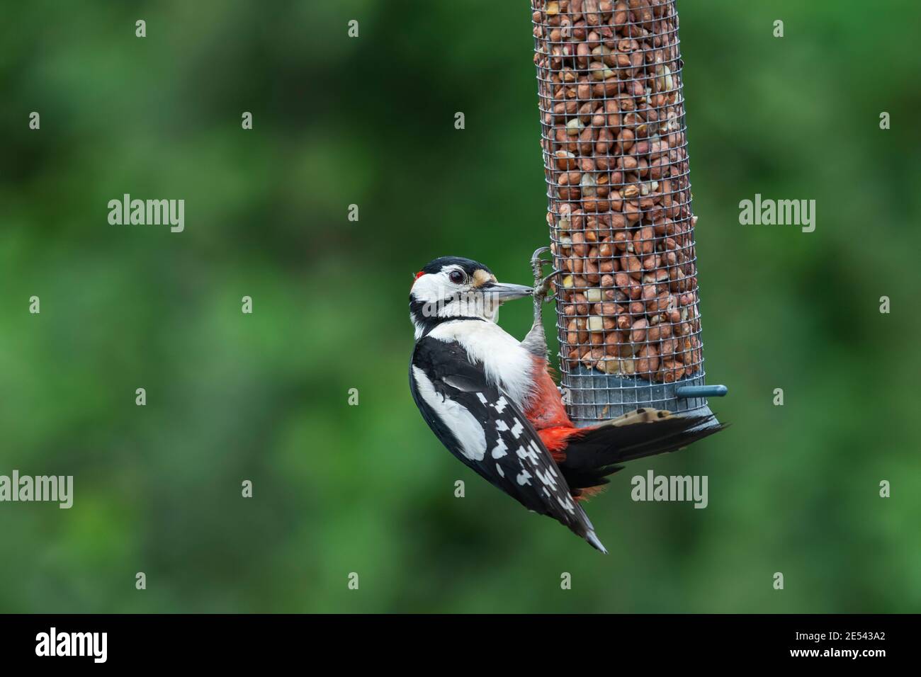 Männlicher Buntspecht (Dendrocopos major) auf Erdnussfutter, Northumberland, Großbritannien Stockfoto