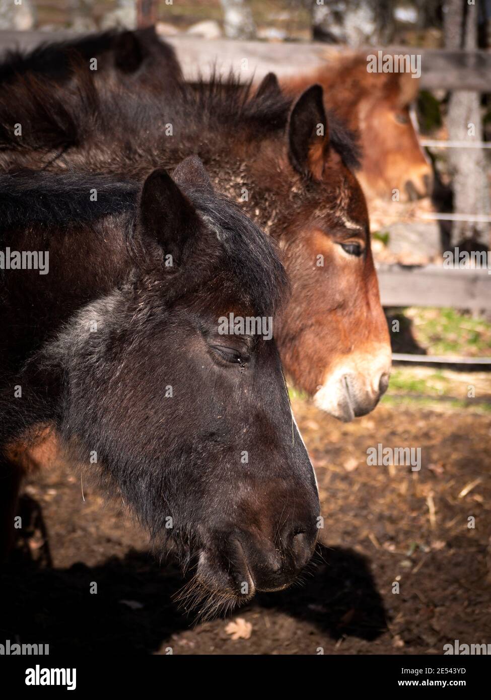 Vertikale Ansicht von drei Ponys und einem Maultier, das an einem sonnigen Wintertag schläft. Stockfoto