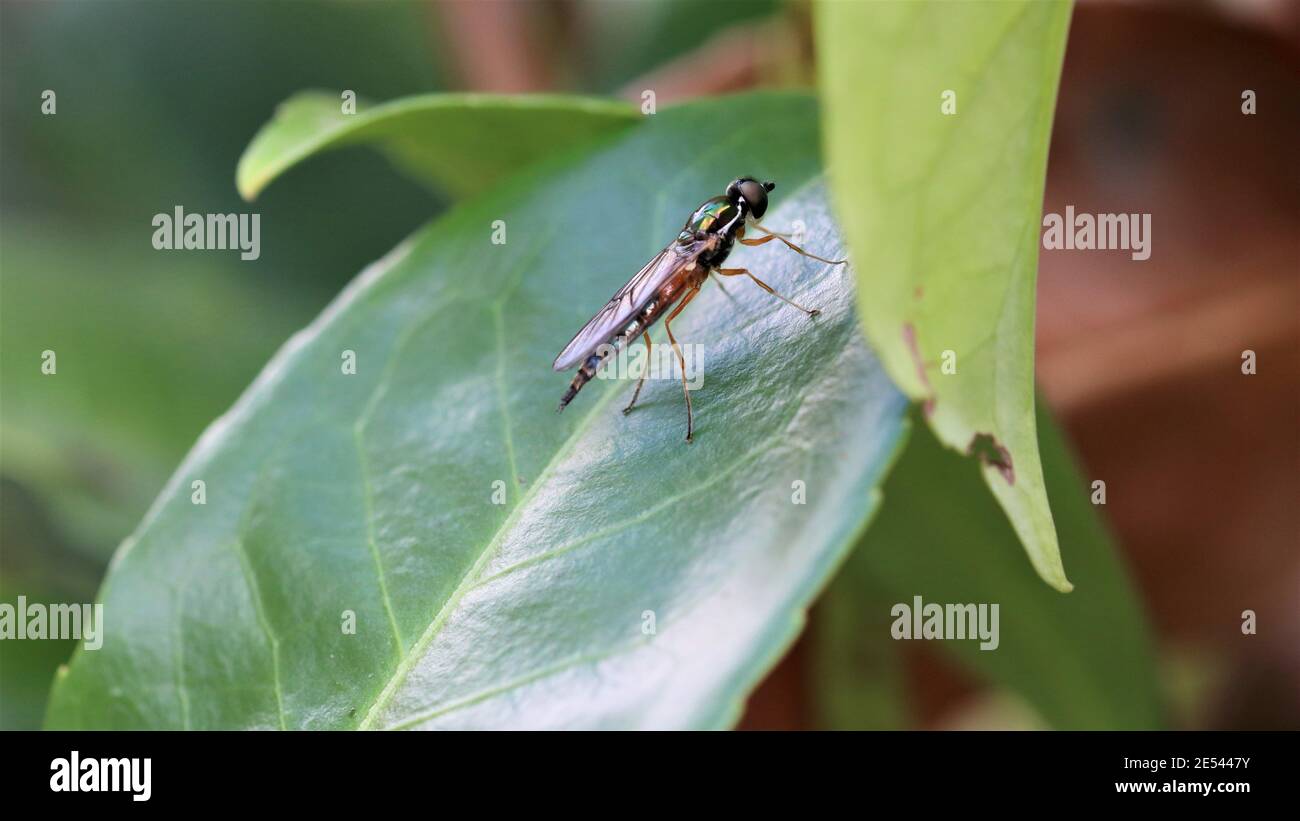 Sargus bipunctatus, das Doppelpunkt-Zenturion Stockfoto