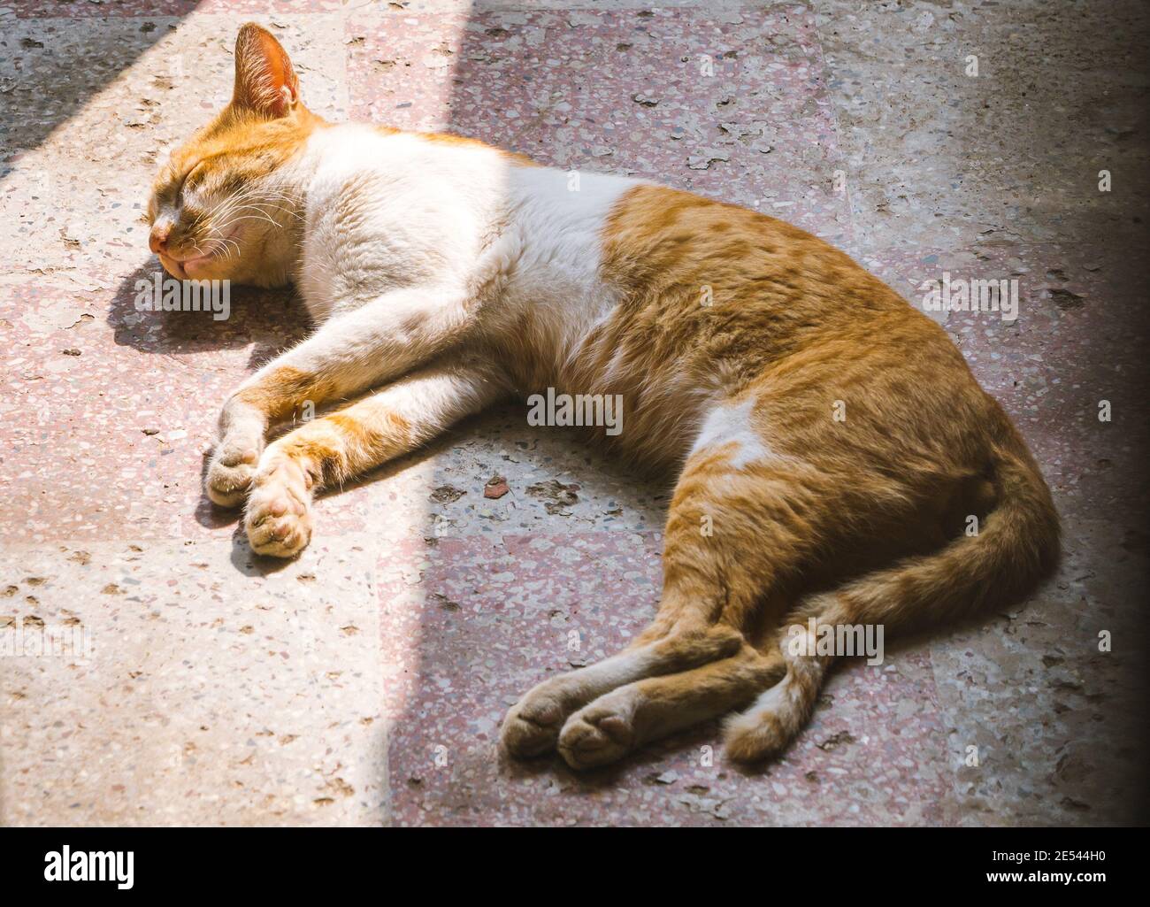 Eine orange und weiß gefärbte Katze, die auf einem Betonboden schläft. Ein Sonnenstrahl fällt teilweise auf die Katze. Stockfoto