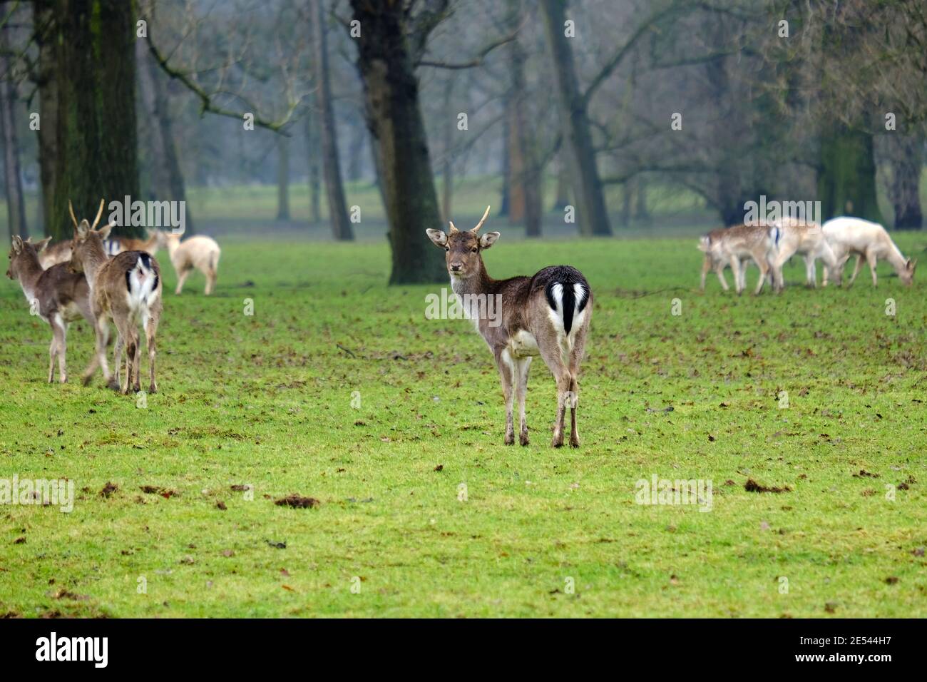 Damhirsch: Gemeiner Damm, Jungbuck, Herde, Fütterung, Hirschpark, Bedfordshire, England, Großbritannien Stockfoto