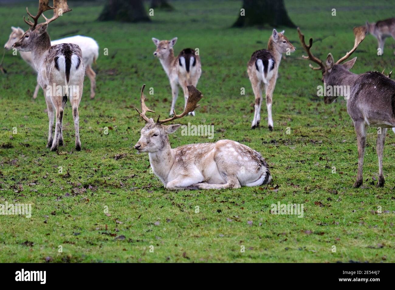 Damhirsch: Gemeiner Damm, Herdenfütterung, Ruhen, Wiederkäuern, Hirschpark, Bedfordshire, England, Großbritannien Stockfoto
