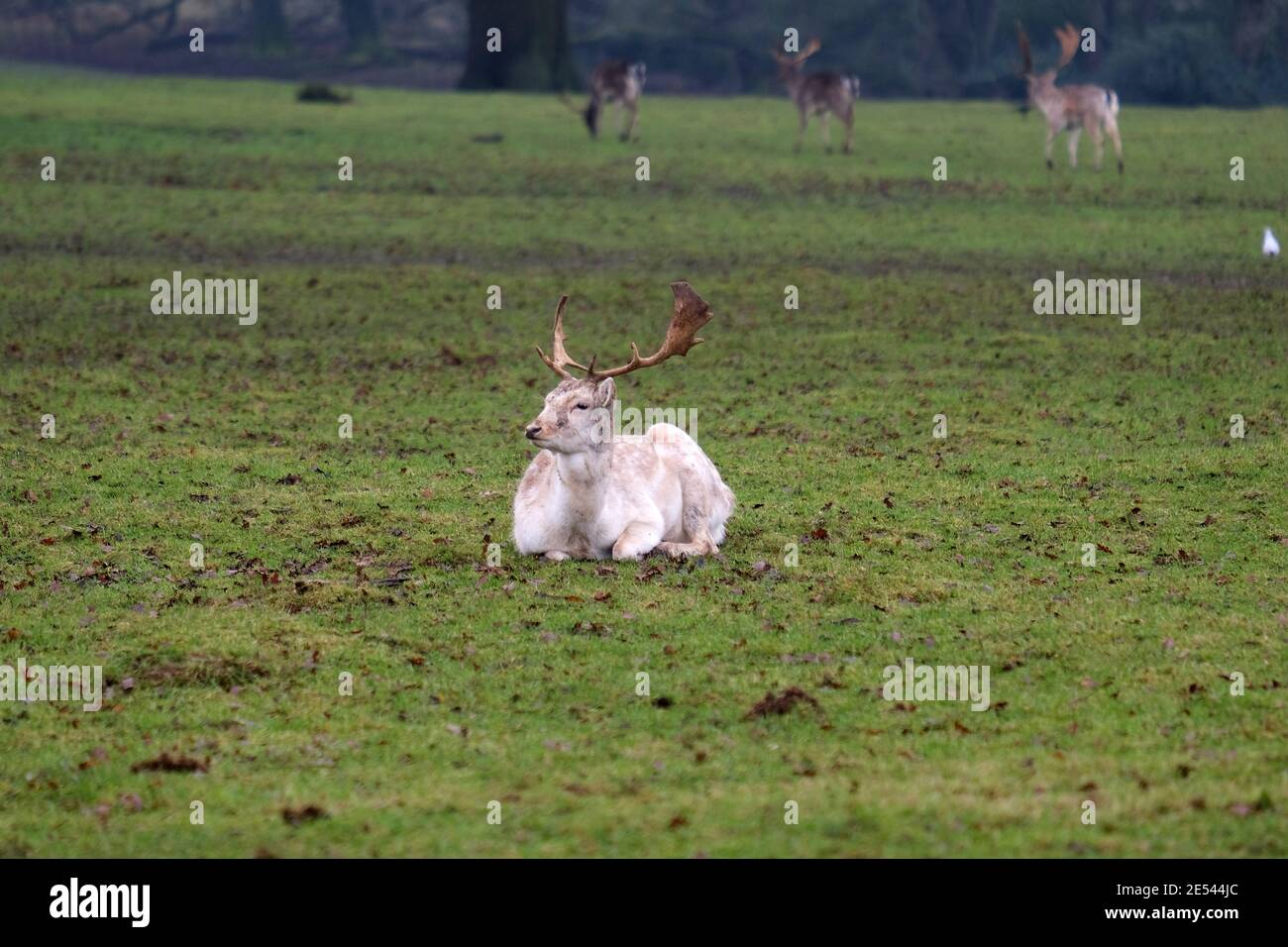Damhirsch: Weißer oder gemeiner Damhirsch, ruht, Wiederkäuer, Hirschpark, Bedfordshire, England, Großbritannien Stockfoto