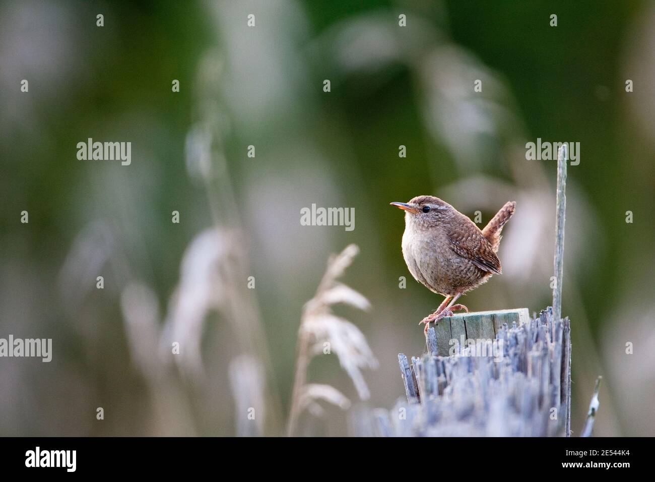 Wren (Troglodytes troglodytes), Cumbria, Großbritannien Stockfoto