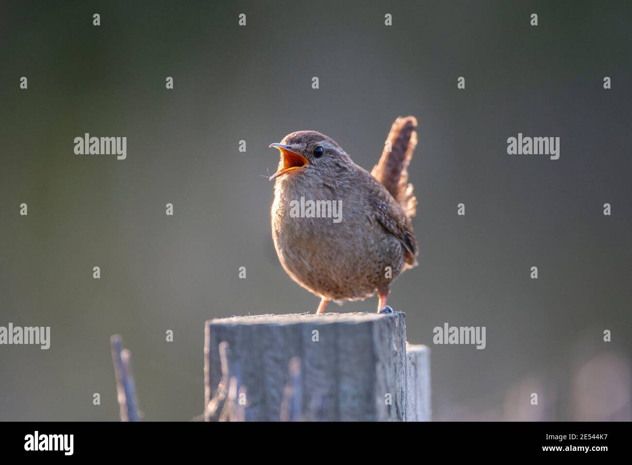 Wren (Troglodytes troglodytes), Cumbria, Großbritannien Stockfoto