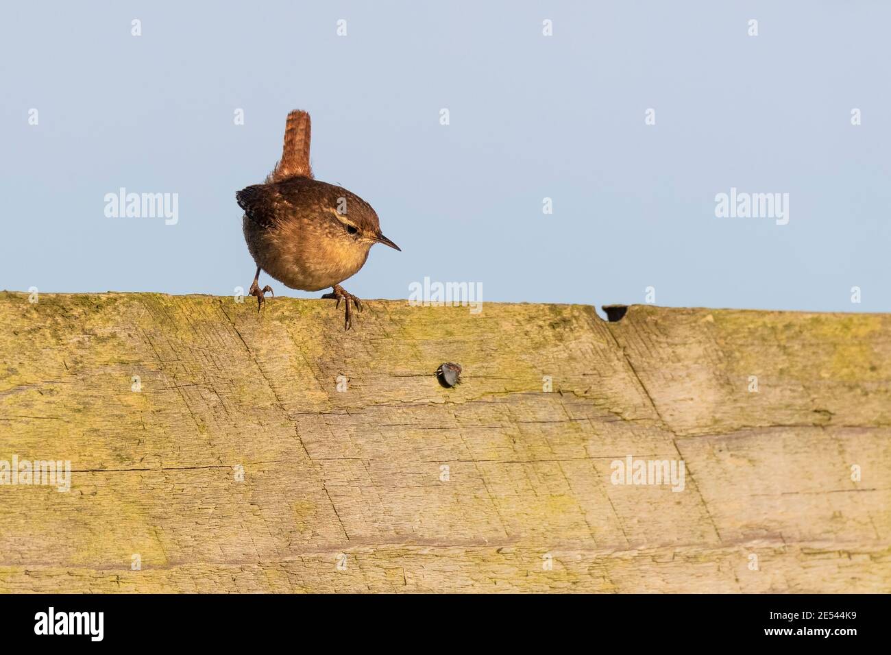 Wren (Troglodytes troglodytes), Northumberland National Park, Großbritannien Stockfoto