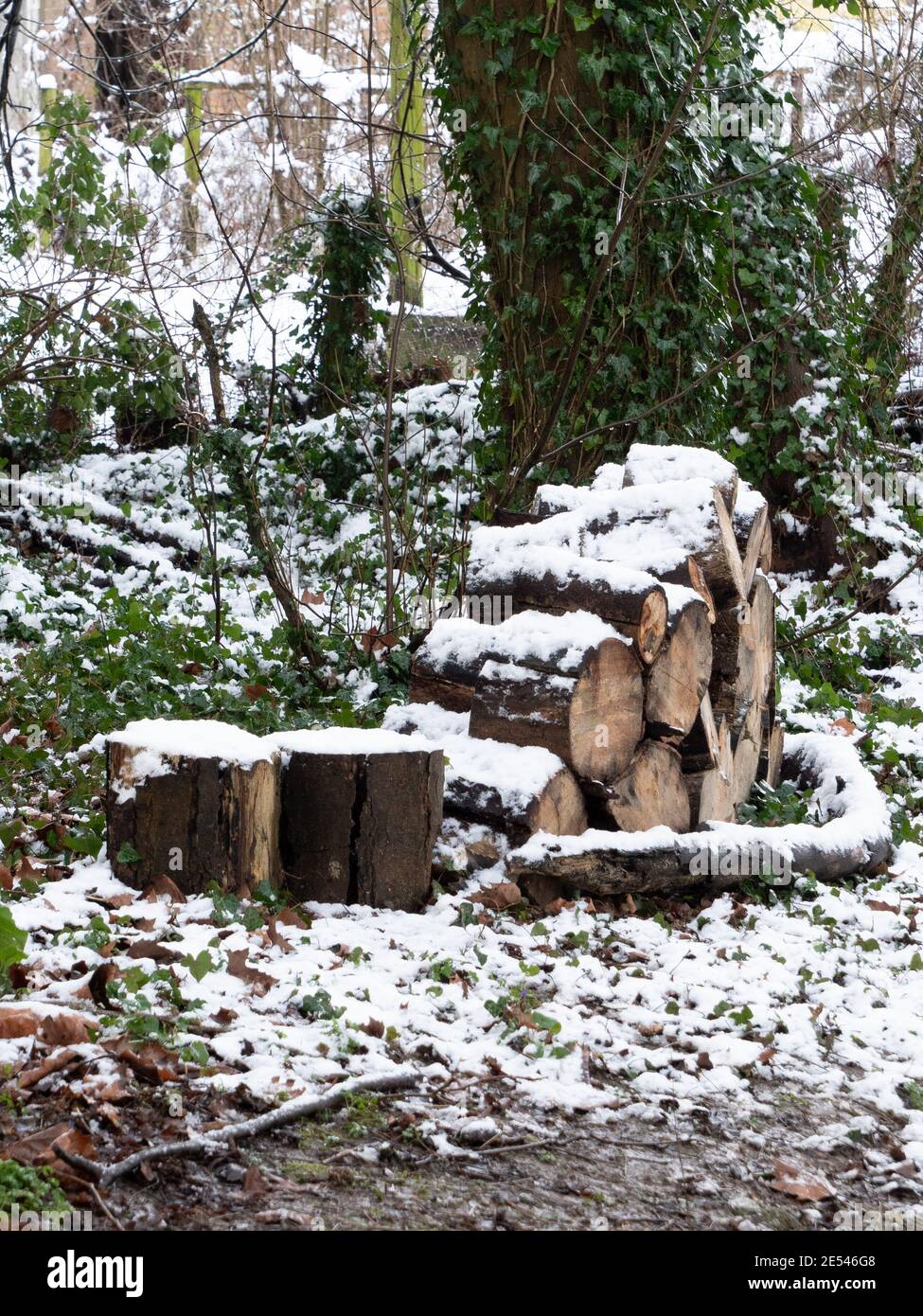 Verschneite Baumstämme in kleinem Holz in der Nähe von Westbury, Wiltshire, England. Stockfoto