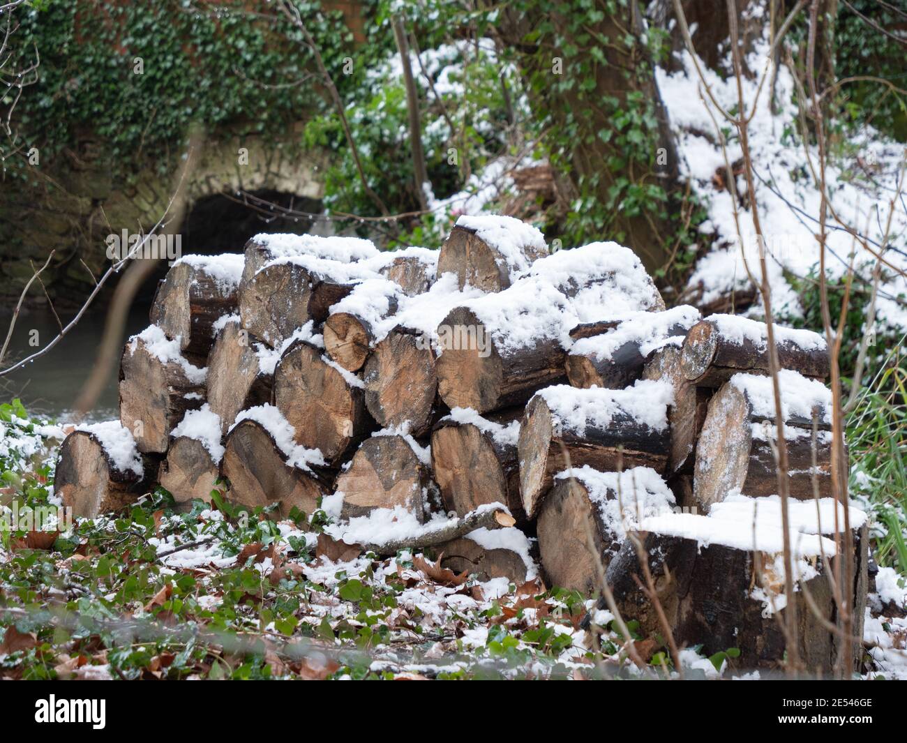 Verschneite Baumstämme in kleinem Holz in der Nähe von Westbury, Wiltshire, England. Stockfoto