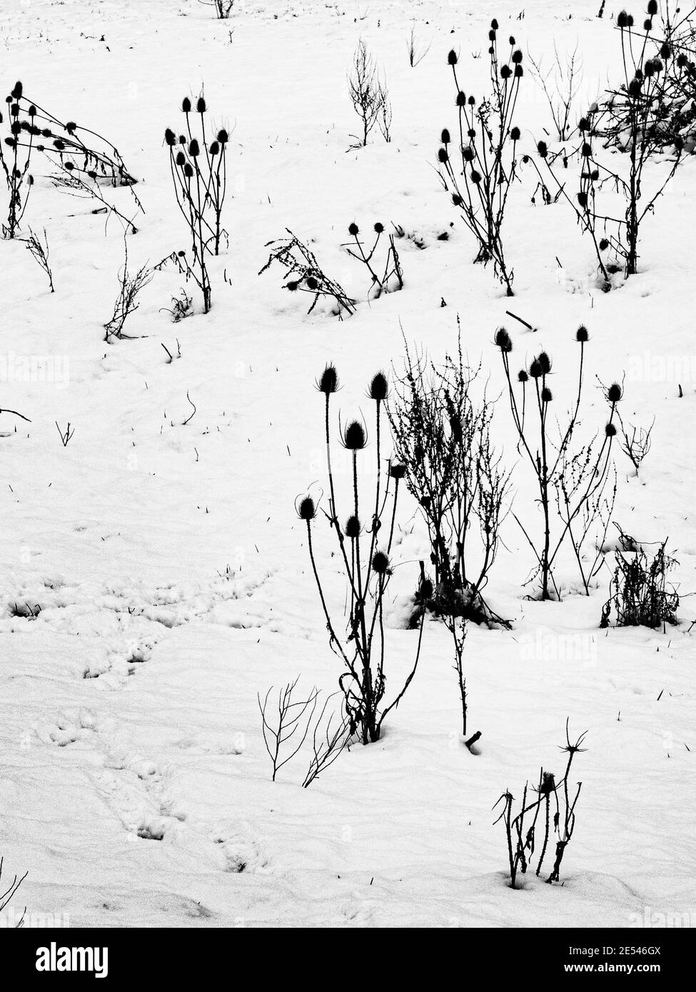 Teasels in the Snow, ein monochromes Bild aus Westbury in Wiltshire, England. Stockfoto