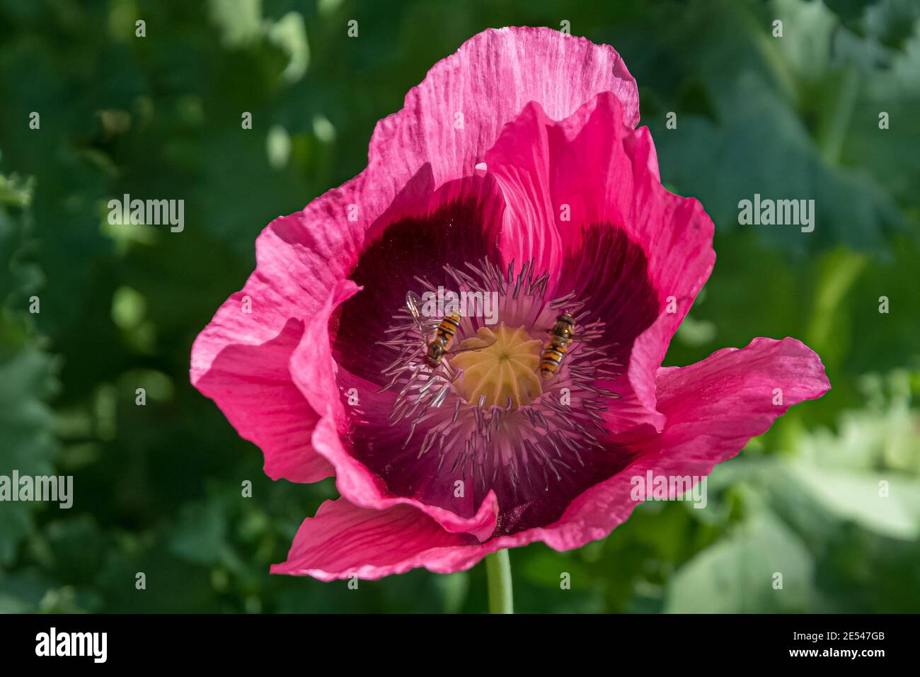 Pink Poppy mit Schwebfliegen Stockfoto