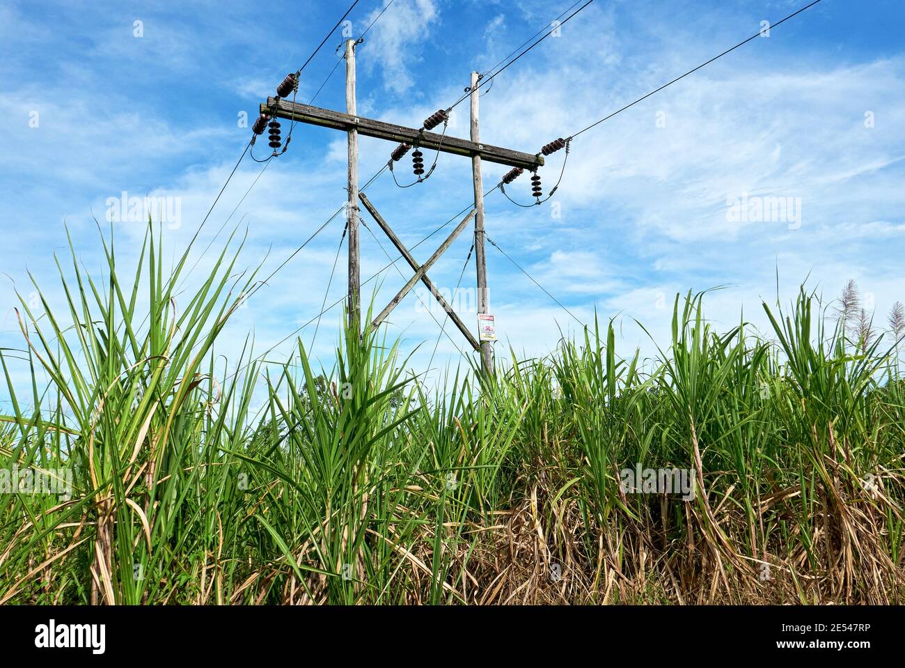 Low-Angle Detail abstrakte Ansicht der elektrischen Stromleitung Pfosten in einem Zuckerrohrfeld gegen den blauen Himmel platziert, Philippinen, Asien Stockfoto