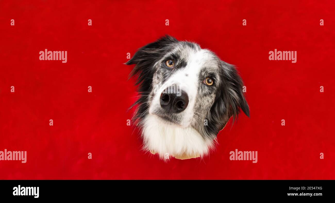 Border Collie Hund in rotem Papier Seitenloch isoliert. Feiern sie Valentinstag oder weihnachten. Stockfoto