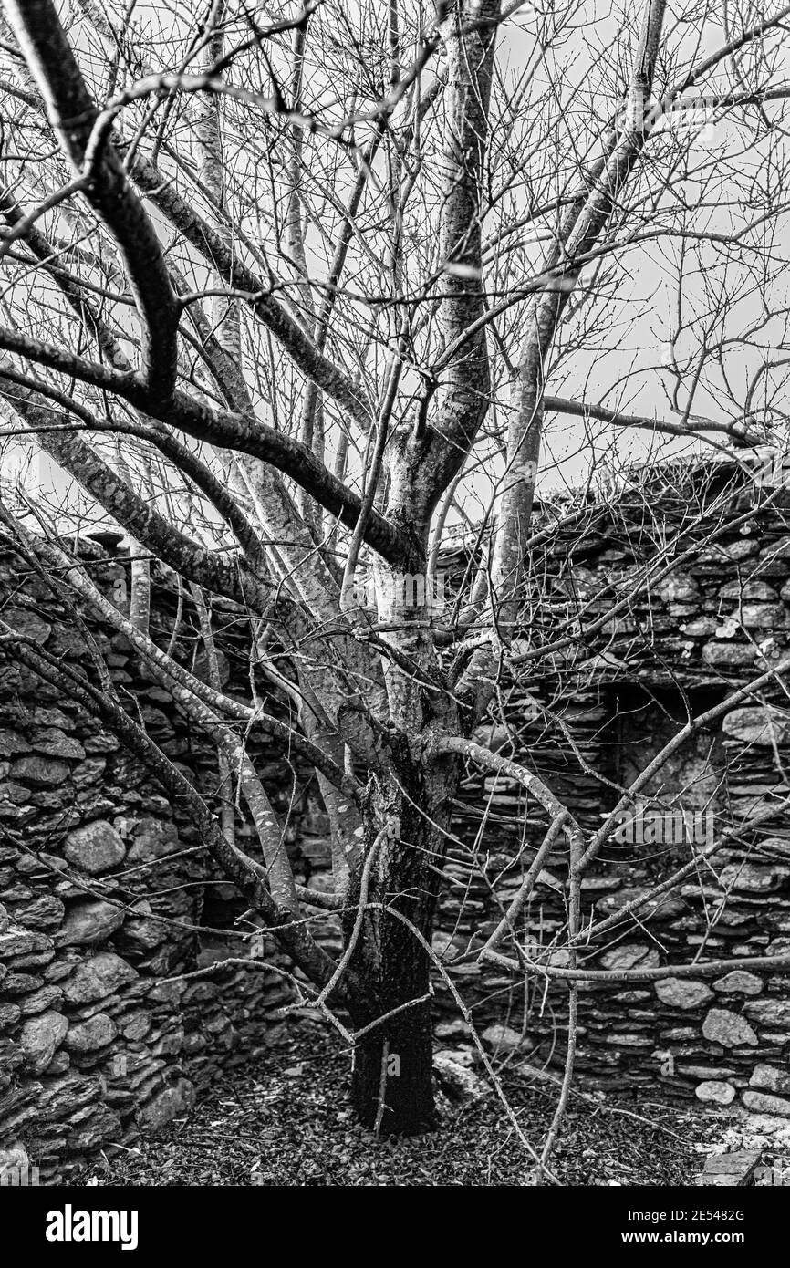 Baum wächst in alten verlassenen Haus, County Kerry, Irland Stockfoto