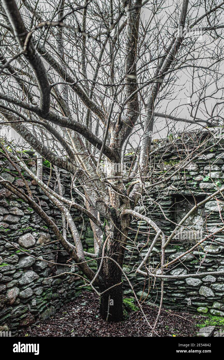 Baumzucht in alten Steinhäusern, County Kerry, Irland Stockfoto