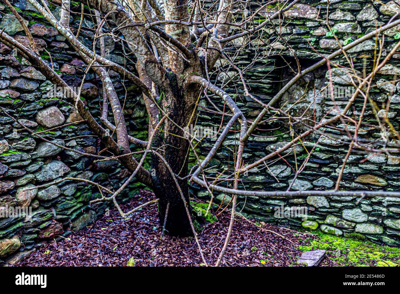 Baum wächst in alten verlassenen Haus, County Kerry, Irland Stockfoto