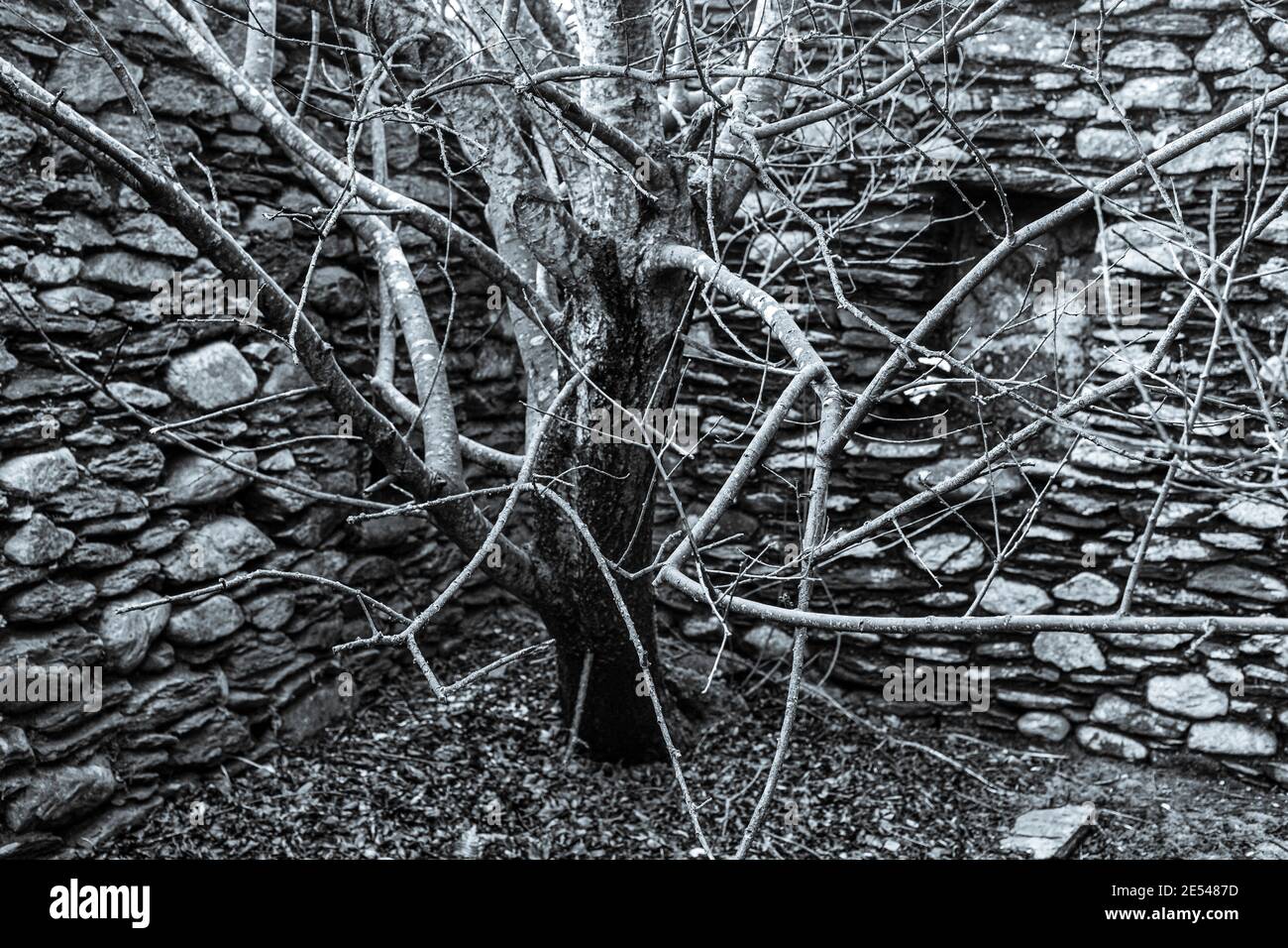 Baum wächst in alten verlassenen Haus, County Kerry, Irland Stockfoto