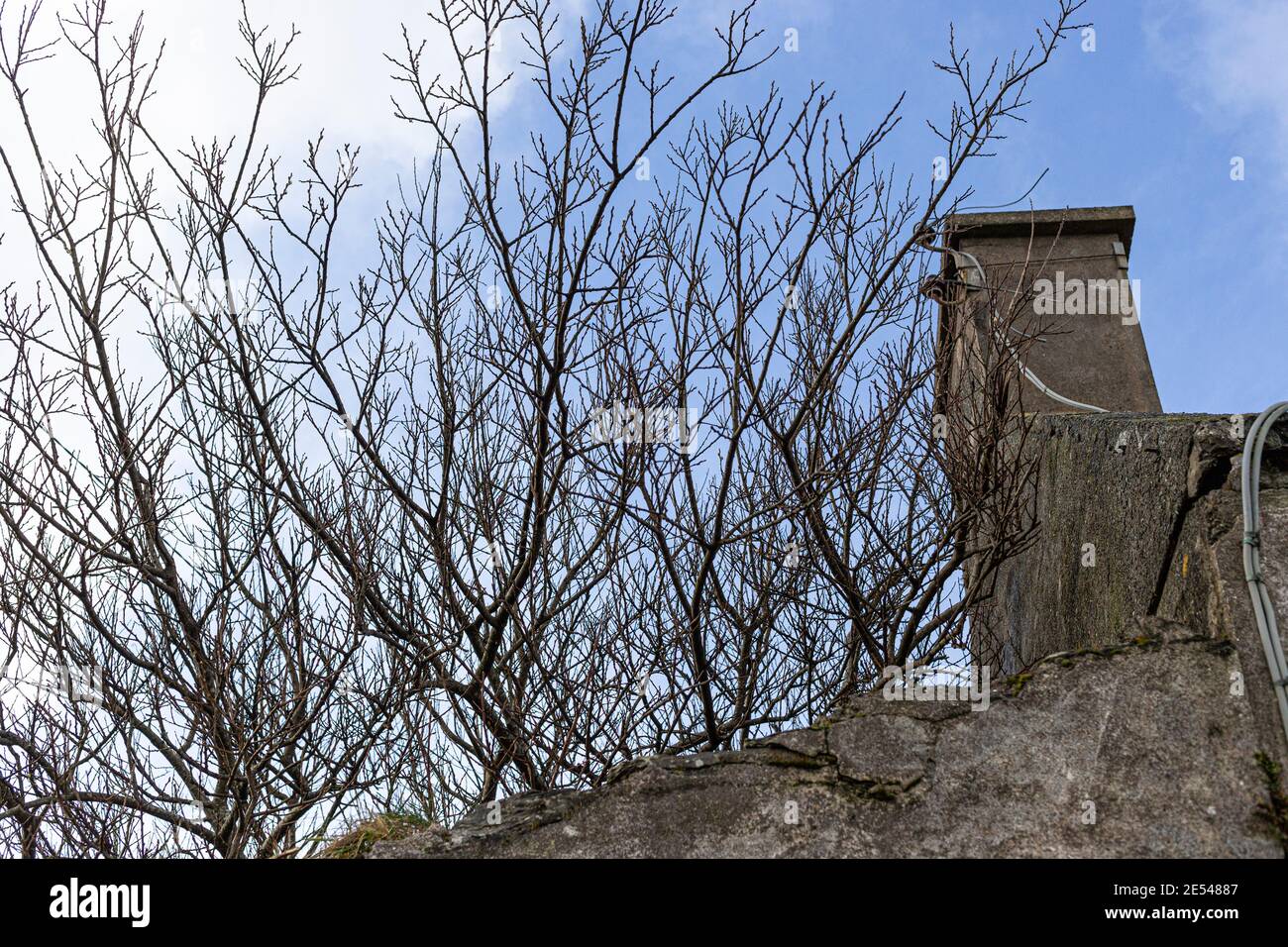 Baum wächst in alten verlassenen Haus, County Kerry, Irland Stockfoto