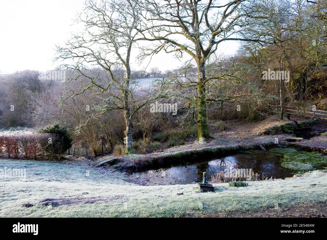 Frost auf Rasen, Gartenteich, Flechten auf Eichen in schöner winterfrostiger Landschaft Januar 2021 Carmarthenshire West Wales UK KATHY DEWITT Stockfoto