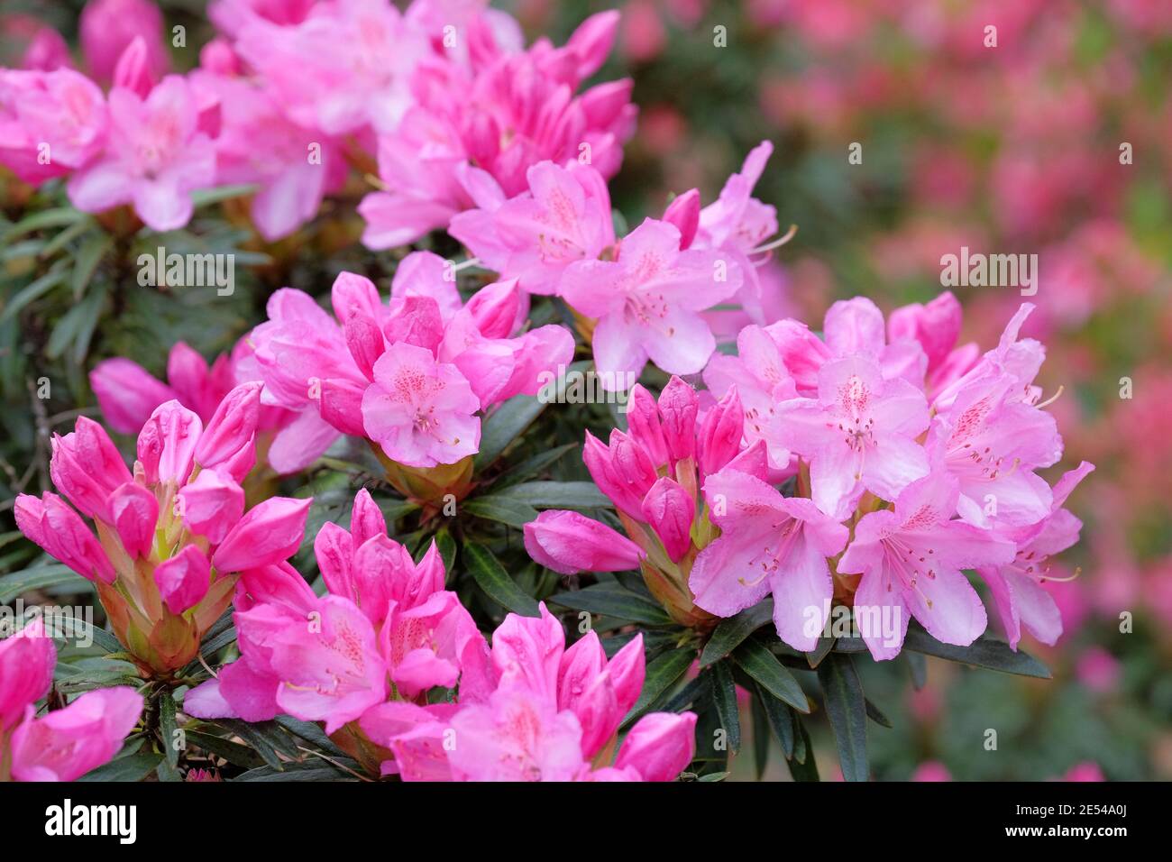 Fuchsia-rosa Blüten von Rhododendron 'Hampshire Belle' Stockfoto