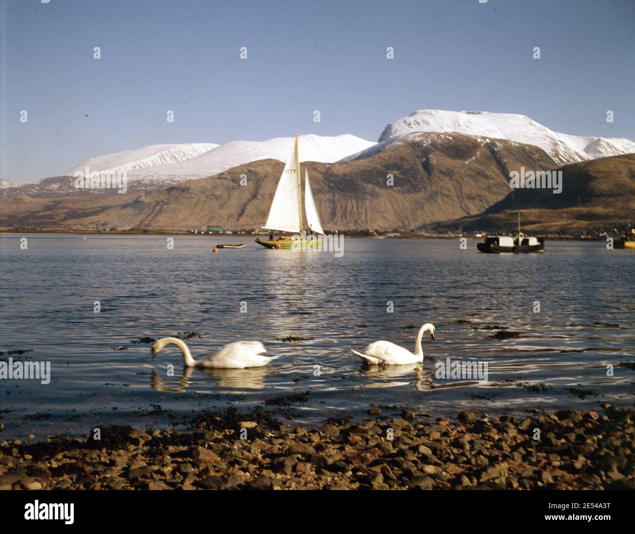 Schottland, Argyll. Schwäne am Loch Linnhie mit Ben Nevis und seinen Ausrüstlern, die viel Schnee tragen. Ca. 1980. Foto von Tony Henshaw/Tom Parker Collection Gescannt von einer 5 x 4' Original-Transparenz aus einem einzigartigen und atemberaubenden Archiv von Originalaufnahmen von den Britischen Inseln vom Fotografen Tom Parker. © World Copyright. Stockfoto