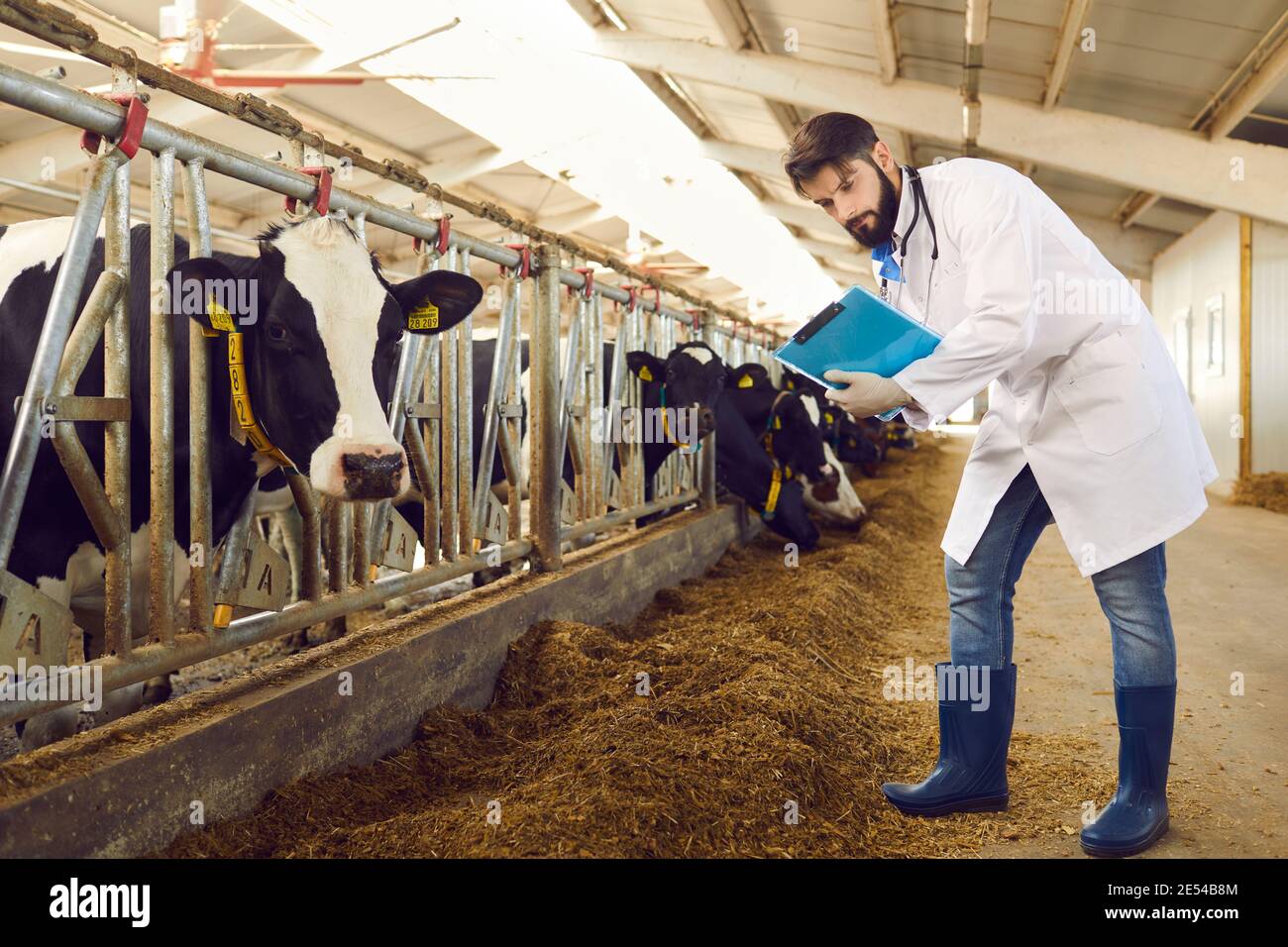 Tierarzt mit Clipboard Überprüfung auf Kühe in Stallungen Auf Milchviehbetrieb Stockfoto