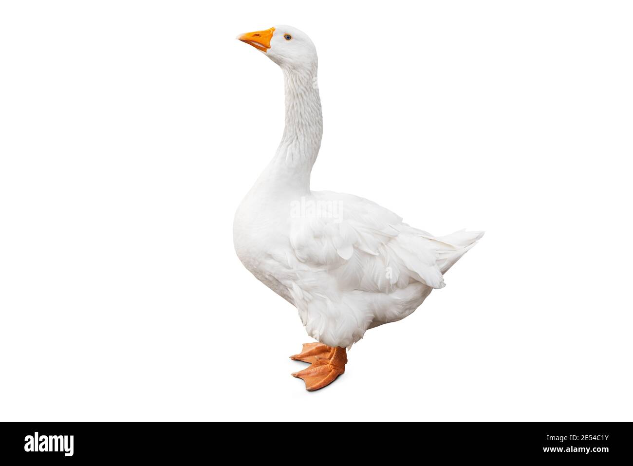 Weiße Hausgans isoliert auf weißem Hintergrund mit klammenden Pfad Stockfoto