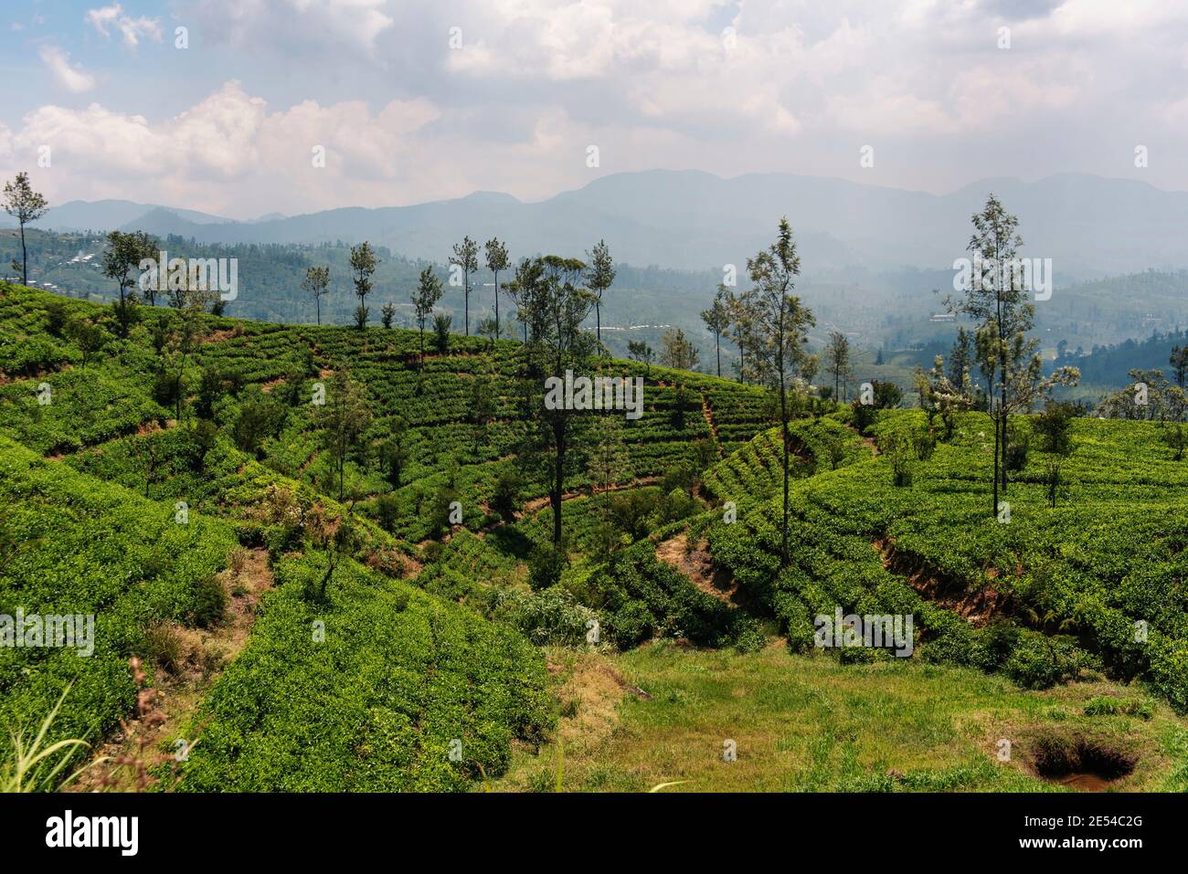 Schöne Teeplantage Landschaft im Hügelland von Sri Lanka.Blick von der landschaftlich schönen Zugfahrt von Ella nach Nuwara Eilya, Berge in der Ferne Stockfoto