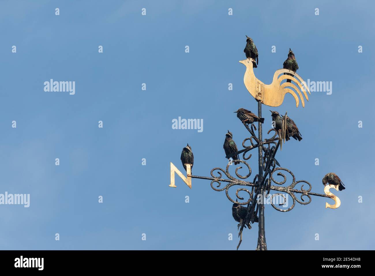 Stare, Sturnus Vulgaris, gehockt Wetterfahne, Chipping, Lancashire, UK Stockfoto