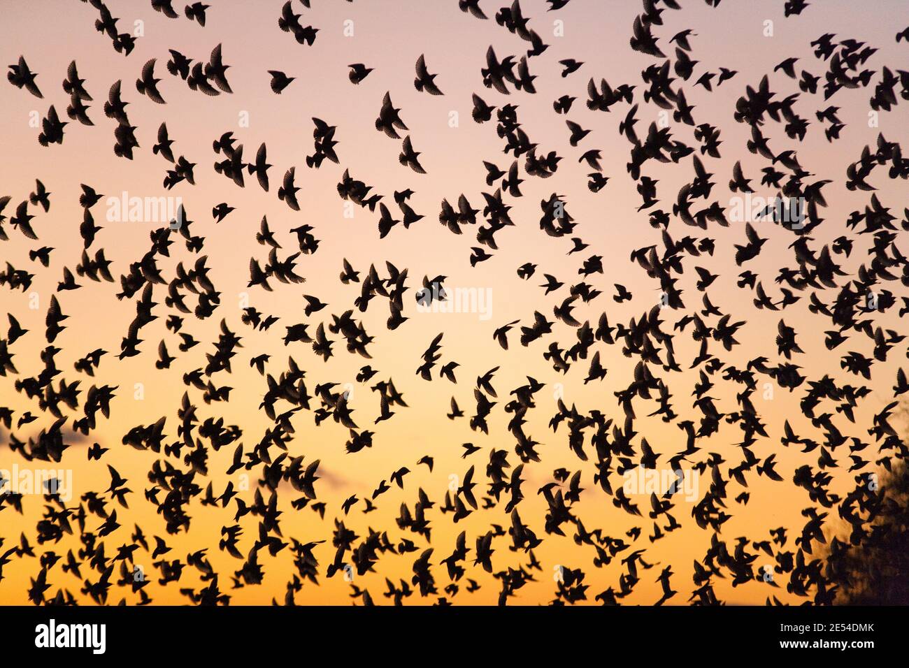Starling Roost, Sturnus Vulgaris, im Winter bei Einbruch der Dunkelheit, Gretna, Scotland, UK Stockfoto