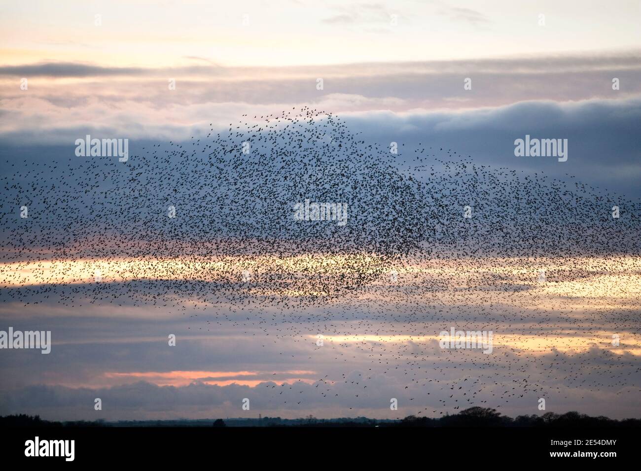 Stare, die in die Stube fliegen, Sturnus vulgaris, im Winter in der Abenddämmerung, Gretna, Schottland, Großbritannien Stockfoto