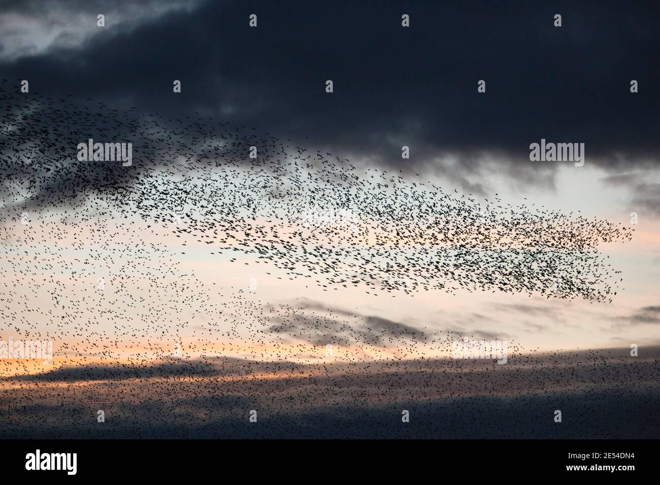 Stare, die in die Stube fliegen, Sturnus vulgaris, im Winter in der Abenddämmerung, Gretna, Schottland, Großbritannien Stockfoto