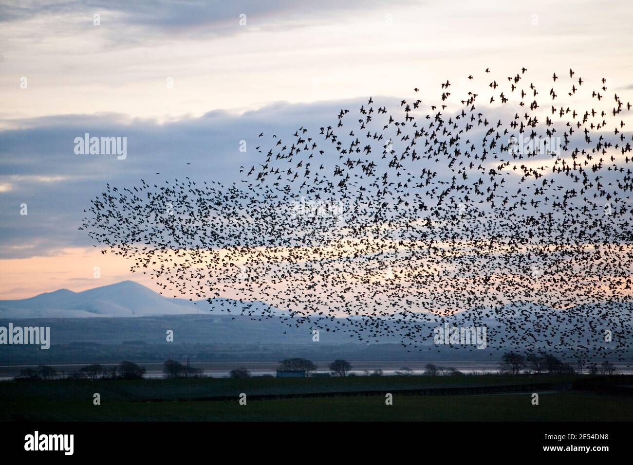 Starling Roost, Sturnus Vulgaris, im Winter bei Einbruch der Dunkelheit, Gretna, Scotland, UK Stockfoto