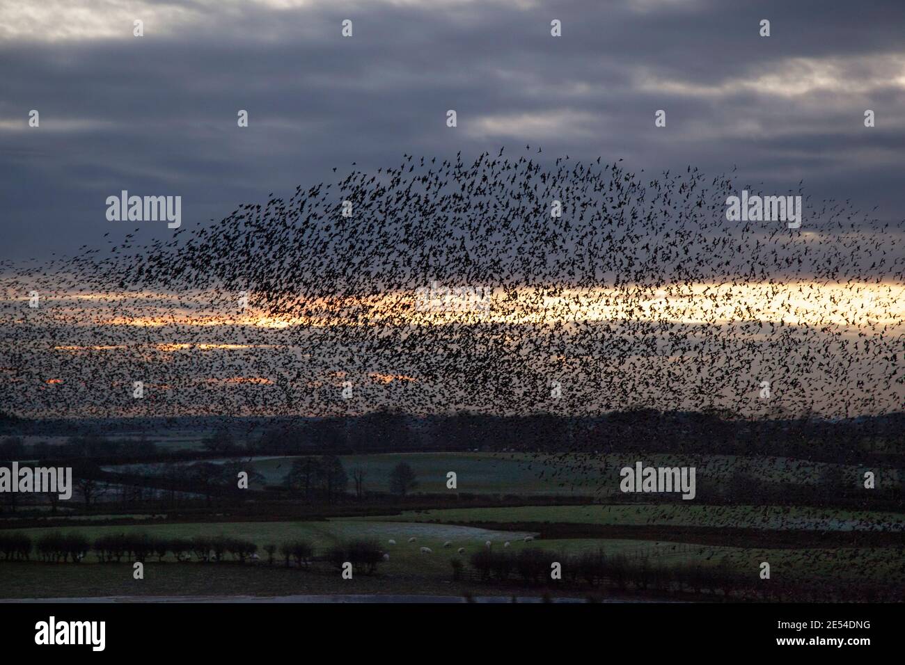Starling Roost, Sturnus Vulgaris, im Winter bei Einbruch der Dunkelheit, Gretna, Scotland, UK Stockfoto